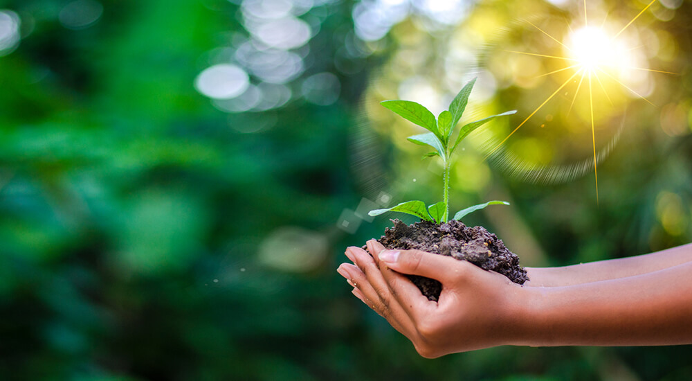 ¿Por qué es importante el Día Mundial del Medio Ambiente? | San Pablo Natural | Blog