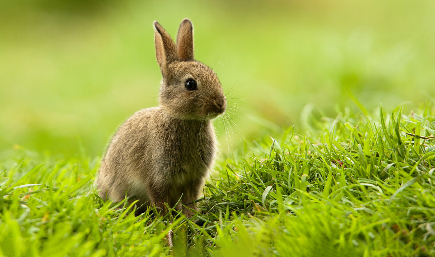 ¿Qué son los cosméticos cruelty-free? | San Pablo Natural | Blog