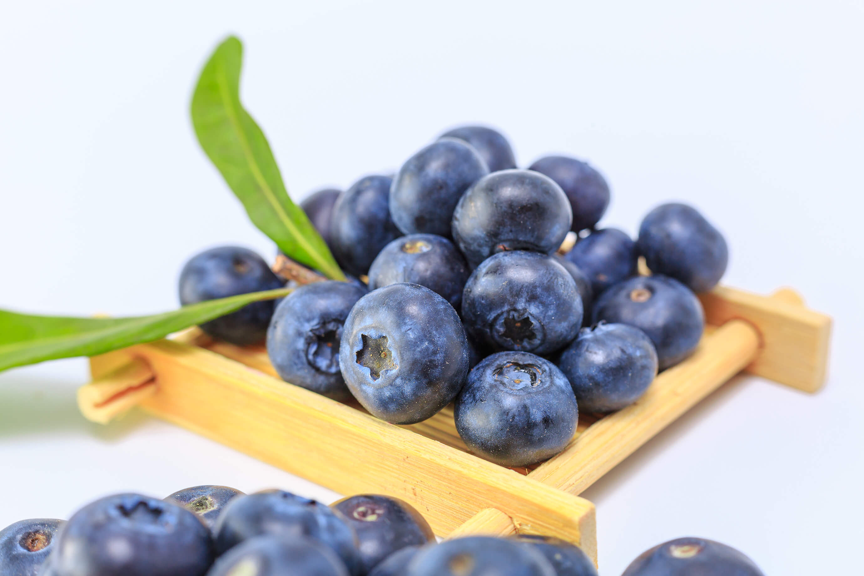 Conoce los beneficios del Árbol de Té | Blog | San Pablo Natural