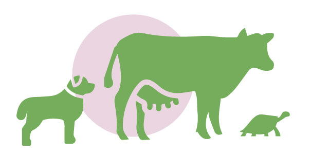 Perro, vaca, tortuga | Cuáles son los derechos de los animales | Blog | San Pablo Natural