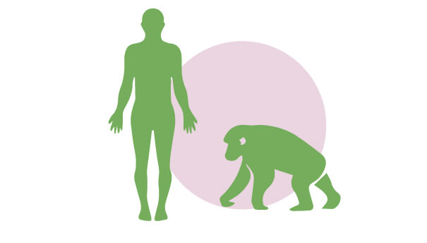 Chimpancé y humano | Cuáles son los derechos de los animales | Blog | San Pablo Natural