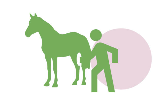 Persona cepillando a caballo | Cuáles son los derechos de los animales | Blog | San Pablo Natural