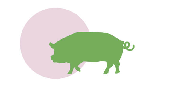 Cerdo | Cuáles son los derechos de los animales | Blog | San Pablo Natural