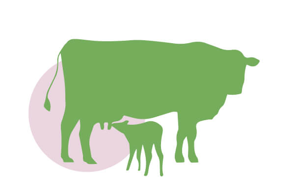 Vaca con becerro | Cuáles son los derechos de los animales | Blog | San Pablo Natural