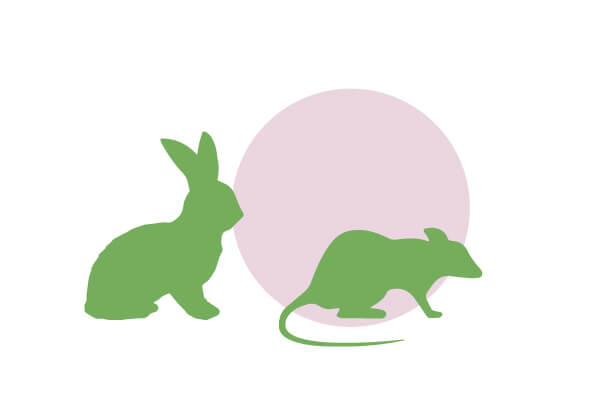 Roedor y conejo | Cuáles son los derechos de los animales | Blog | San Pablo Natural