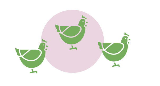 Pollos | Cuáles son los derechos de los animales | Blog | San Pablo Natural