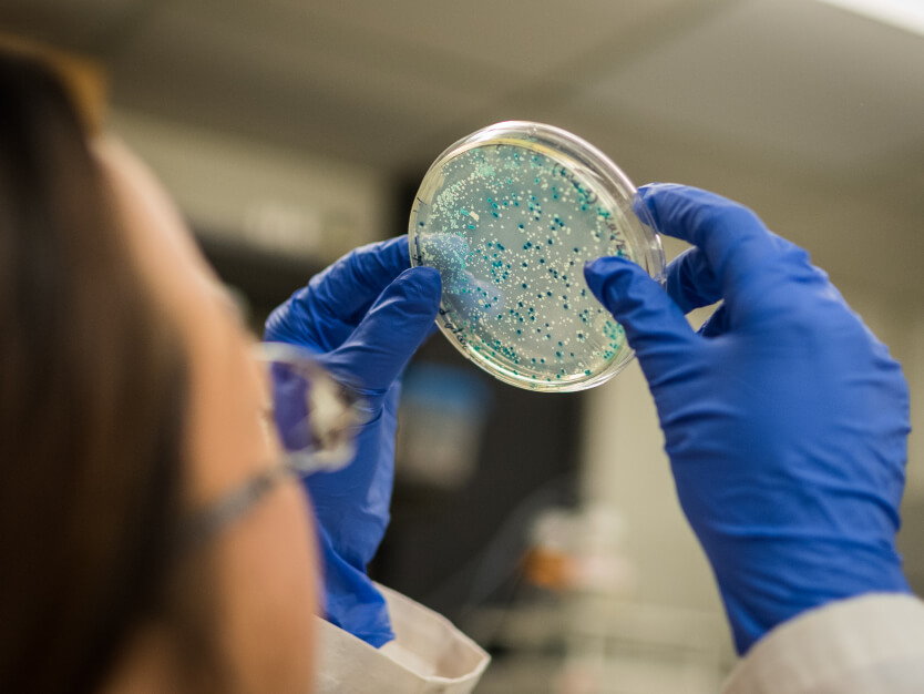 ¿Qué es la microbiota intestinal? | Blog | San Pablo Natural