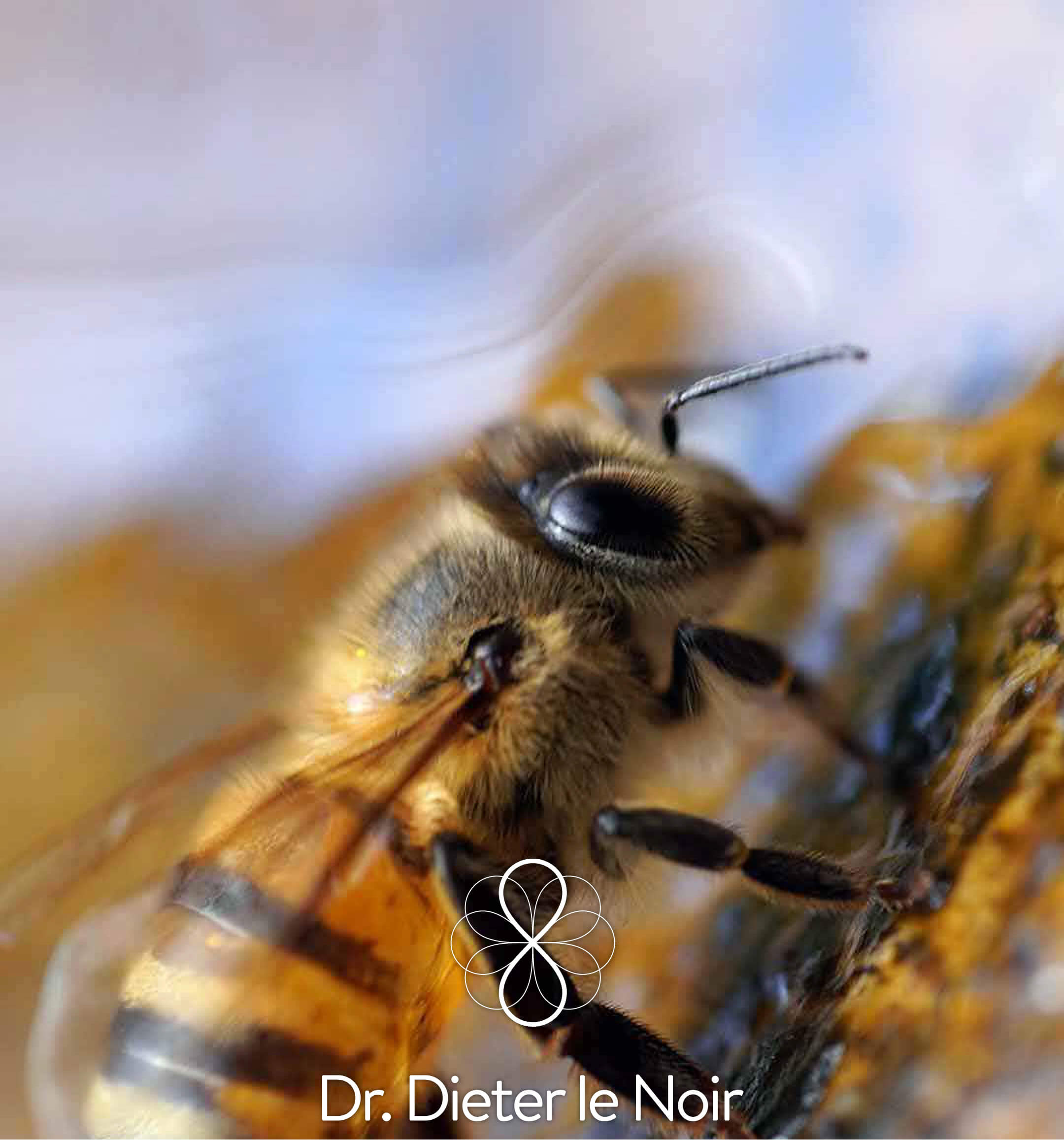 Conoce por qué las abejas son fundamentales para el mundo | San Pablo Natural | San Pablo Farmacia