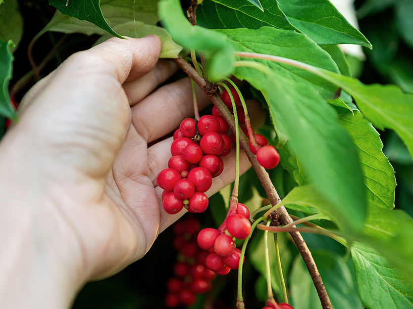 ¿Para qué sirve la schisandra? | Blog | San Pablo Natural